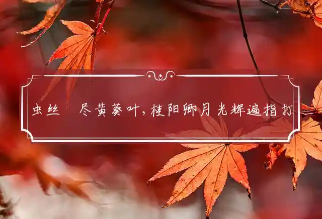 虫丝罥尽黄葵叶,桂阳卿月光辉遍是什么生肖